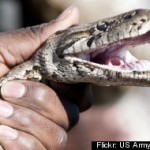 s-MAD-SNAKE-DISEASE-large